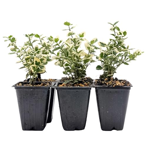 6 Emerald Gaiety Euonymus in 3.5” Nursery Cubes (Euonymus fortunei ‘Emerald Gaiety’) | Dense, Low-Growing Evergreen Shrub with Variegated Green and Cream Foliage | Live Starter Plants