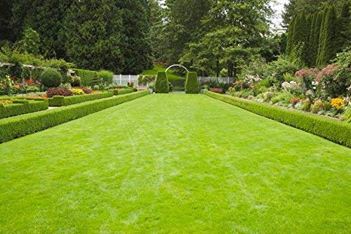 Afflorance Lawn Grass Seeds (Pack of 3000 Seeds) (B07NXWBQGL) Amazon Price History, Amazon Price Tracker