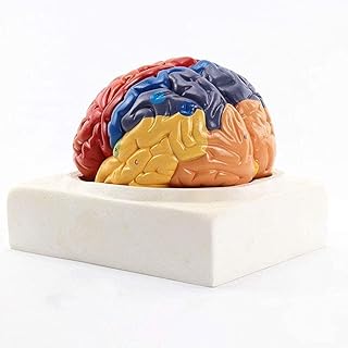 Brain Model : 1 Human Brain Anatomy Model， Human Brain Functional Area Anatomy Model， Marked in， Medical Teaching Aidsuseful SaiFei