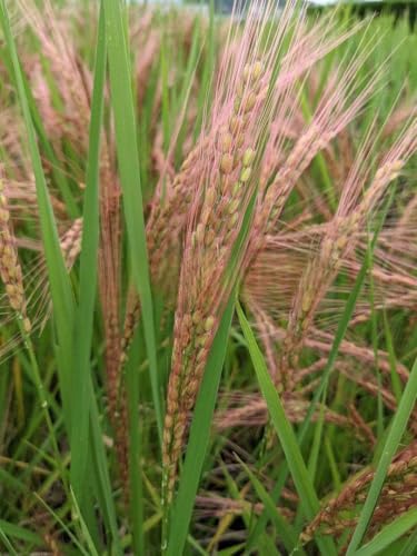 家庭菜園用タネ赤米種籾50g