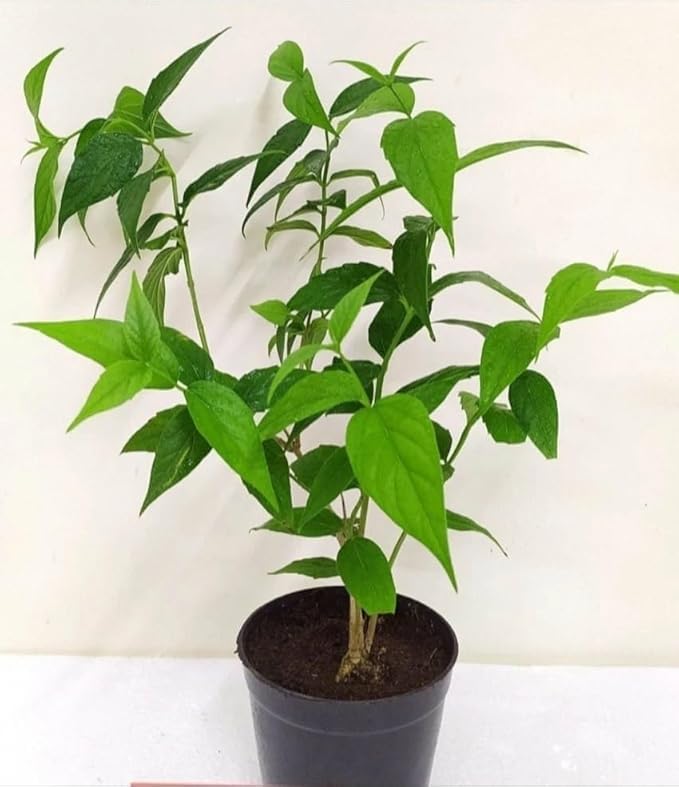 Image of Live Original Parijat Plant | Harsingar night flowering jasmine plant | Night bloom Jasmine | Pack of 1