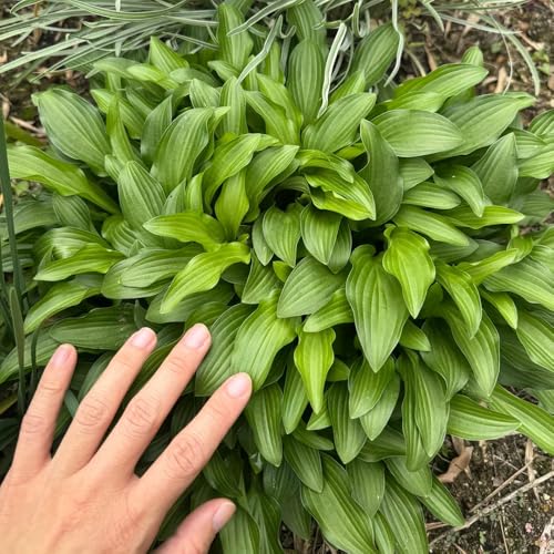semi di hosta resistenti, balcone decorative, giardino 500pcs