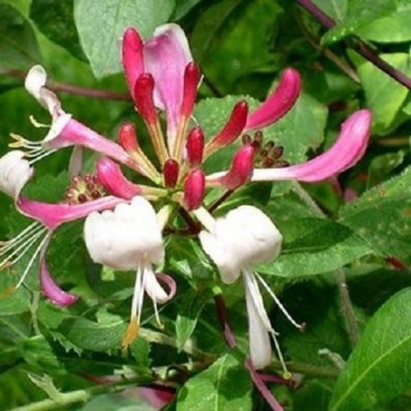Madreselva Belgica (Lonicera) enredaderas: rojo/blanco y resistente - plantas y flores de cáscara
