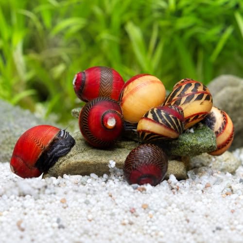 Swimming Creatures™ Assorted Red-Racer Nerite...