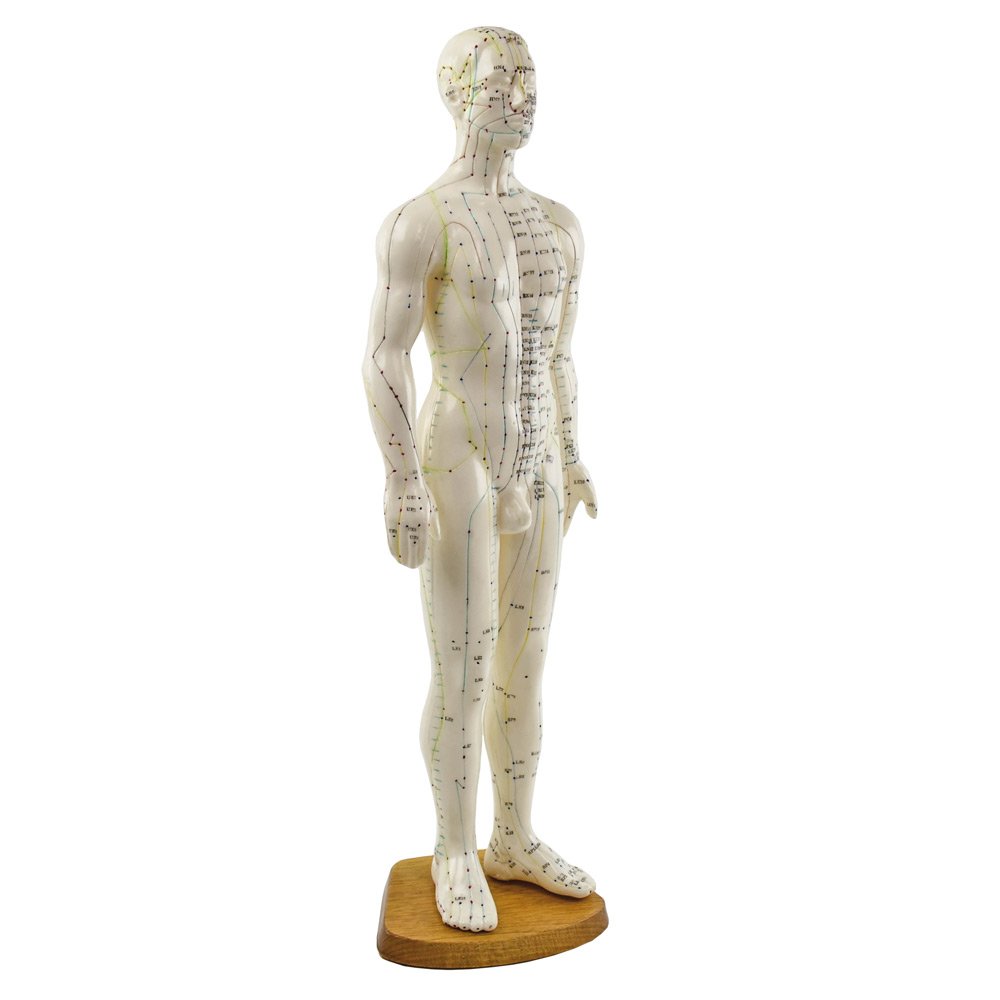 akupunktura model