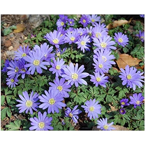 20x Anemone Blanda Blue Shades Bulbs Cover