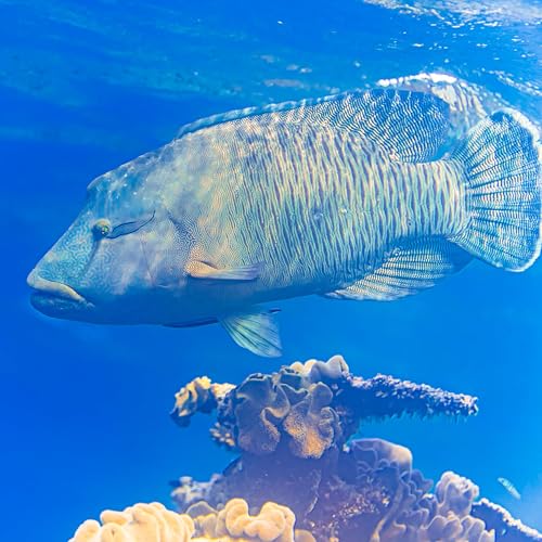 ep.438 サメとナポレオンフィッシュに感動!グレートバリアリーフの海