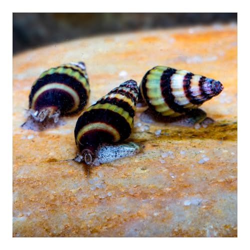 AQ4Aquaristik 3 x Raubschnecke, Clea Helena, Schneckenfresser,...