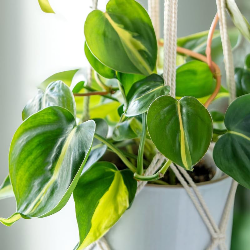 Image of Philodendron Oxycardium Brasil Live Plant - Decorative Indoor Vine | Office Decor | Living Wall | Pack of 1 Live plant With Pot