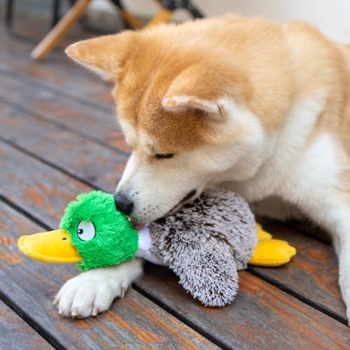 Best Pet Supplies Interaktives Mallard Mates Hundespielzeug mit knisternder und quietschender Bereicherung für kleine und mittelgroße Rassen, Welpen oder Hunde, niedlich und plüschig, Stockente