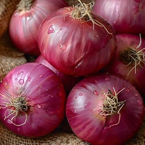 青森県産 赤タマネギ 約1s