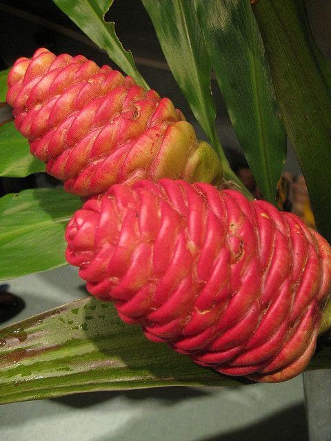 Ritz Farming® Shampoo ginger lily flower bulbs | Shampoo ginger lily lite red flower bulbs for Home pots | all Season Flowering bulbs for Gardening pack of 1 bulb