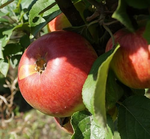 Apfelbaum `Prinz Albrecht von Preußen´, Halbstamm, 160-180cm im Topf