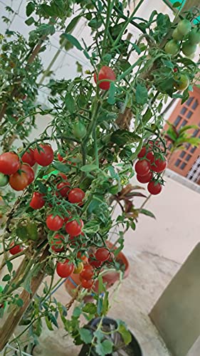 Image of Organic Desi Tomato Seeds, Leafy Vegetable Seeds for Home Gardening and Terrace Gardening, Fresh Indian Tomato Seeds with 4 Varieties, Easy to Grow Organic Tomato Vegetable Seeds