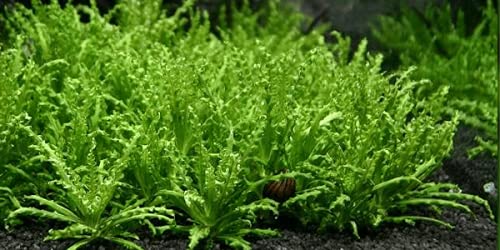 Pogostemon Helferi Tropical OXYGENATING Healthy Aquarium Plants Shrimp Safe (10)