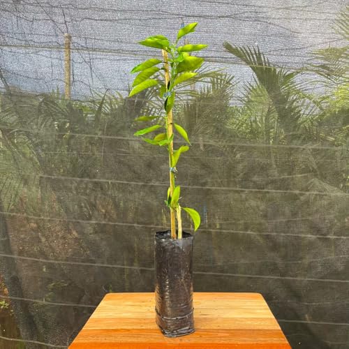 Muda Frutífera de Laranja Pera IAC Enxertada