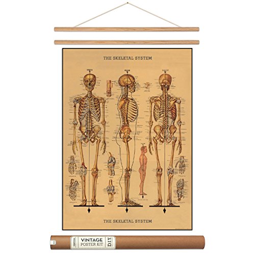 Human Skeleton Poster with Hanger Kit Scientific Vintage Style 20 x 28