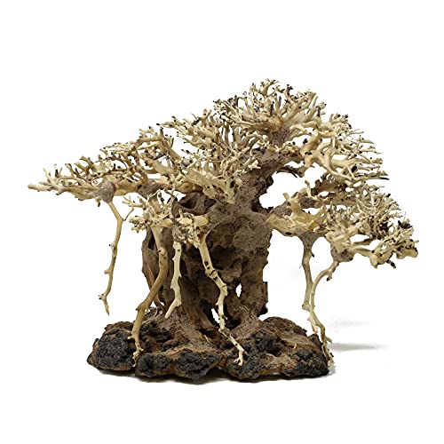Bonsai Driftwood Aquarium Tree AWF Random Pick (10.5in Height) Natural,