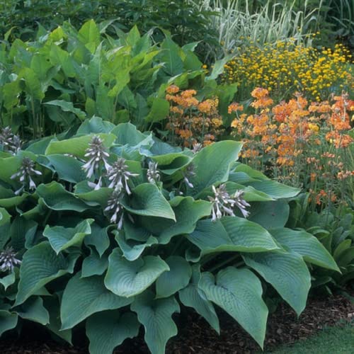 CHUXAY GARDEN Hosta Sieboldiana 'Elegans' Seed 10 Seeds Plantain Lily Plant for Shade Lovers Garden Enhancement
