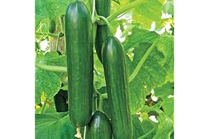 Mid-Eastern Beit Alpha Cucumber Seeds by Stonysoil Seed Company - Easy Grow,...