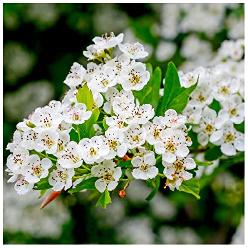5 Hawthorn 1-2ft Hedging in 1L Pot Plant Whitethorn Quickthorn Thorny Native Hedge 3fatpigs