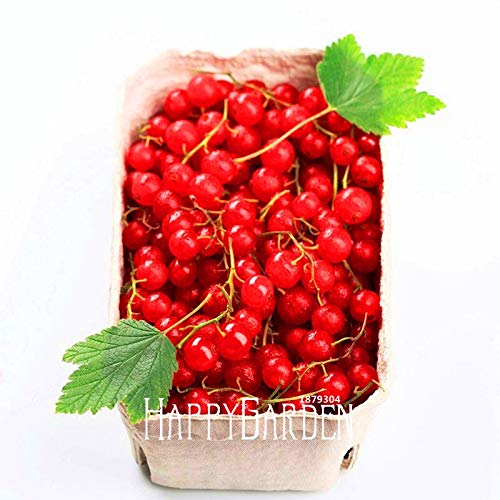 Preisvergleich Produktbild Schlussverkauf!Rote Johannisbeere Obst Pflanze Panamerikanische Stachelbeere Samen Laterne Obst Samen Sementes Da Fruta - 5 Teile / los, 87Wvsf