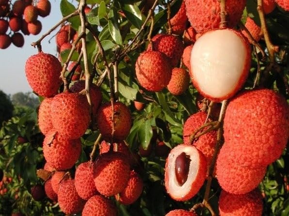 Lychee Fruit Tree Live Plant, Litchi chinensis, Seed Grown 8-12 Inch, Tropical Fruit Tree for Outdoor Growing, USDA Zones 9-11