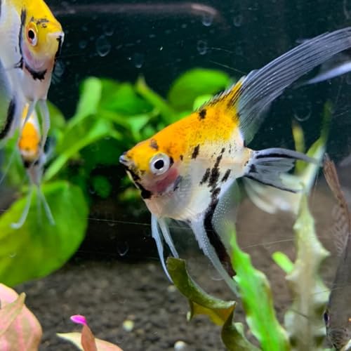 Koi Angel Fish 1.5-2 Inch (Pack of 2) for Aquarium