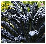 Black Magic Dinosaur Kale Seeds - 2 Feet Long Leaves