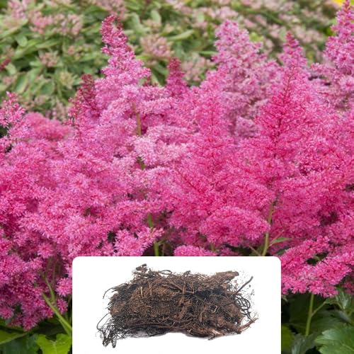 1 Astilbe Younique Lilac Beautiful Soft Lavender Pink Feathery Plumes Fragrant Triangular Blooms Perfect for a Stunning Summer Garden Grown for UK Climate Conditions