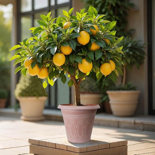 YouGarden Citrus Lemon Tree,...