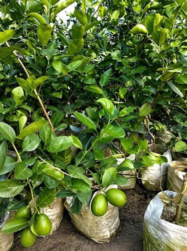 Image of REMASLARIC-Baromasi Fresh Kagzi Lemon(Limbo) Fruit Tree Grafted plant || For home garden Lemon tree outdoor indoor plant.