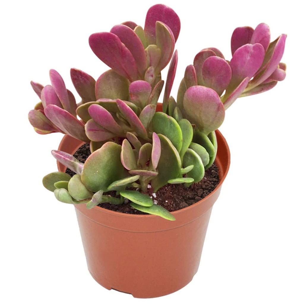 OhhSome Succulent Plant Senecio Jacobsenii – (Kleinia Petraea) Vining Jade Evergreen Succulents Mini Decorations (Healthy Live Plant) (B09K4HQW1K) Amazon Price History, Amazon Price Tracker