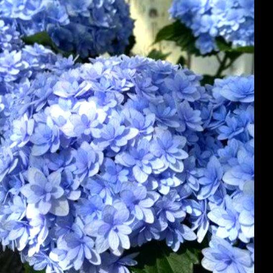 Amazon.co.jp: 紫陽花 手毬咲き 八重水色 2本 宿根草 宿根