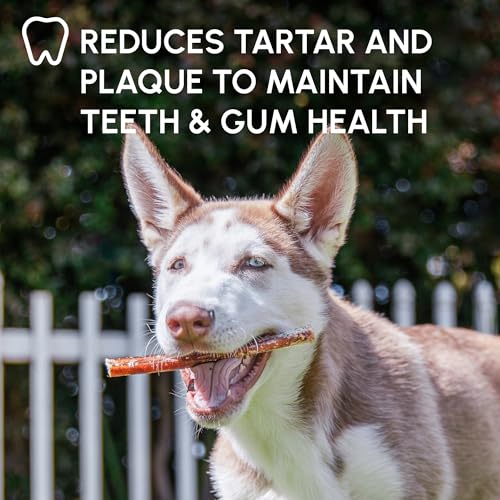 Image of Downtown Pet Supply Bully Sticks for Dogs - Natural 6 Inch Beef Chews, Odor-Free & Rawhide-Free, Long Lasting Dog Treats for Aggressive Chewers - Healthy, Safe & Delicious Chews Dogs Love (5 Pack)