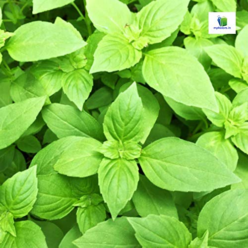 Mphmi Lemon Basil - Plants (B08SWKHS8T) Amazon Price History, Amazon Price Tracker