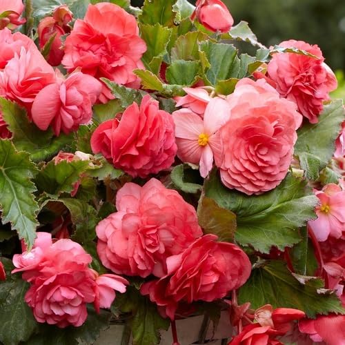 Votaniki Odorata Pink Delight Begonia - Perennial, Large & Fragrant Flowers, Begonia 'Pink Delight' Large Bulbs | Summer Flowering Pink Color Begonia Bulbs, Easy to Grow (1 Pack) Votaniki Odorata Pink Delight Begonia - Perennial, Large & Fragrant Flowers, Begonia 'Pink Delight' Large Bulbs | Summer Flowering Pink Color Begonia Bulbs, Easy to Grow (1 Pack)