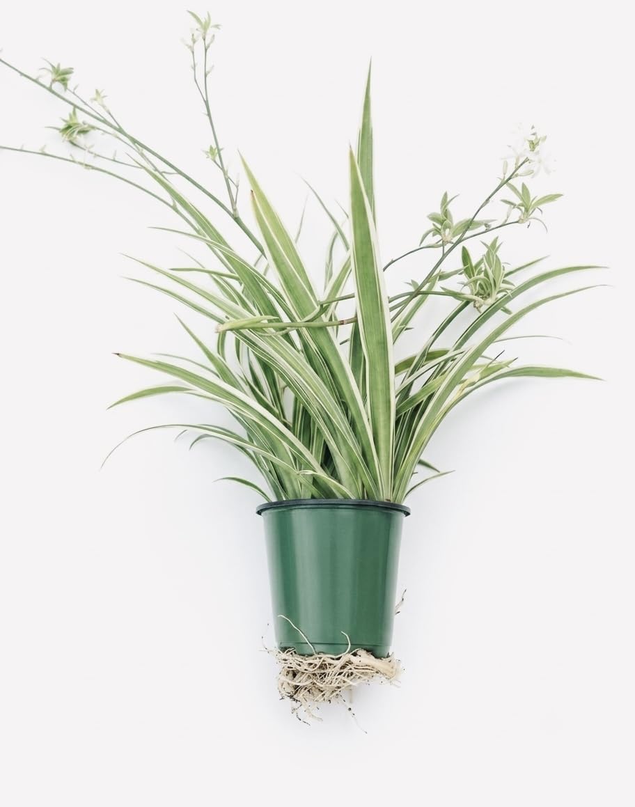 Variegated Spider Plant 'Airplane'