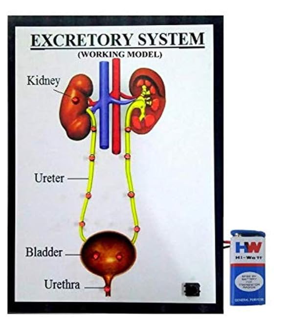 Excretory System Working Model, Educational Anatomy Chart, Kidney Ureter Bladder Urethra-image-48