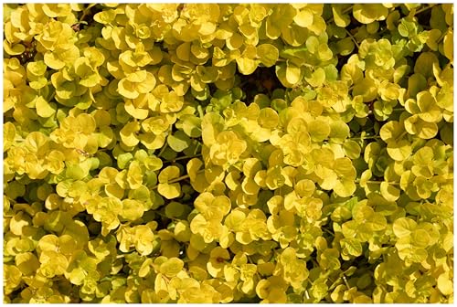 Stauden Gänge 10 x Lysimachia nummularia 'Aurea'...