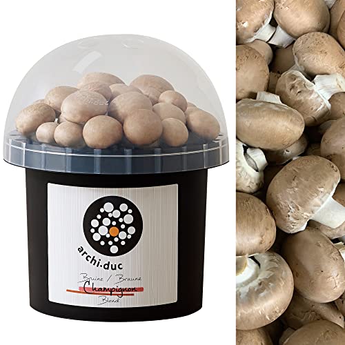 Kit de culture de champignons - Cultivez vos propres champignons bruns Cremini dans votre cuisine