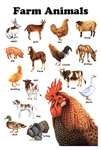 Animali da fattoria Svg Bundle Animali Svg Maiale Pecora Cavallo Asino Mucca Pollo Svg Bambino Animali da fattoria Svg Fattoria Svg Download digitale - Italia