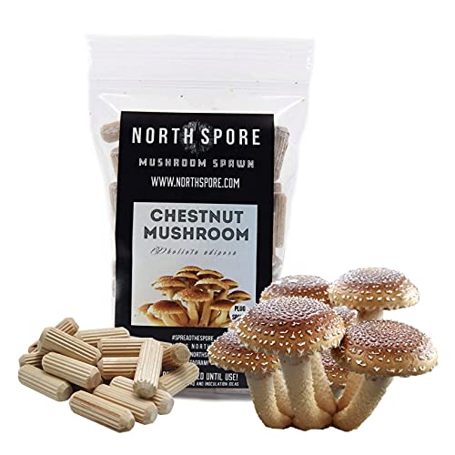 North Spore Chestnut Mushroom Plugs, 100 Count Premium Quality Mushroom Plug Spawn, Made in USA, Grow Mushrooms on Logs, Easy to Use, Gourmet Culinary Mushrooms, Medicinal Mushrooms