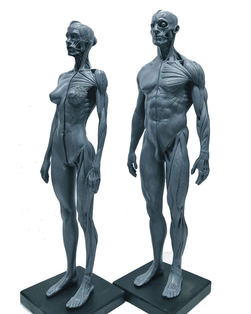 GTHTUHFD Anatomy Model Male & Female Anatomy Figure - 11Inch Human Muscle Skeleton - Human Anatomy Figure Drawing Model Human Muscle Bone Model Skeleton Model