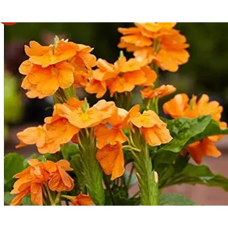 NATURE WORLD PREMIUM DESI FULLY ORGANIC KANAKAMBARAM SEEDS FOR GREAT
