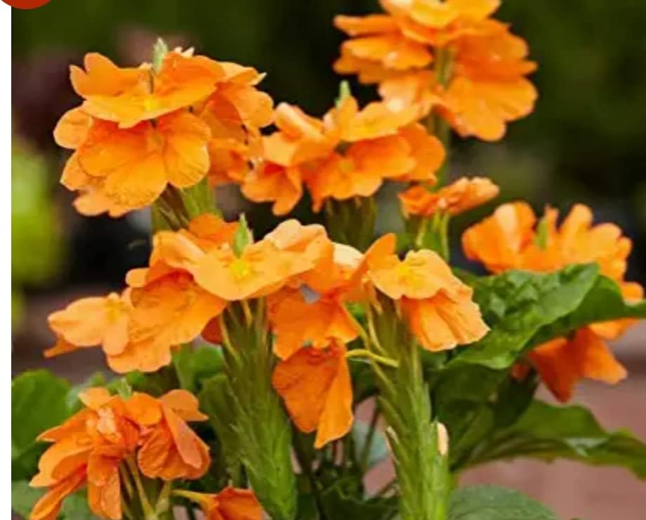 NATURE WORLD PREMIUM DESI FULLY ORGANIC KANAKAMBARAM SEEDS FOR GREAT HOME GARDENING (B0BYT78SYJ) Amazon Price History, Amazon Price Tracker