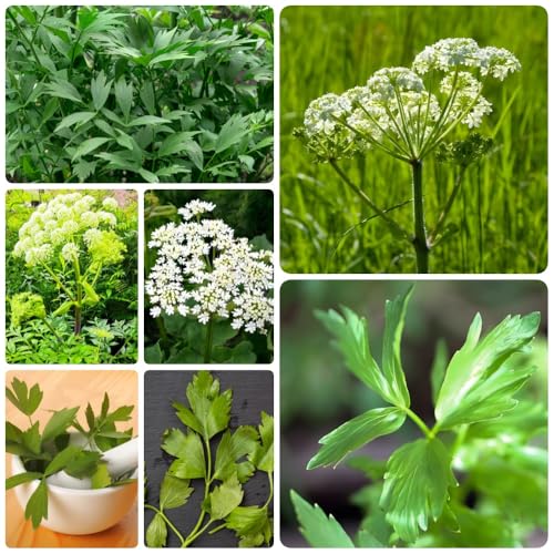 Semi di levistico, prodotti sostenibili del giardino cucina 350pcs