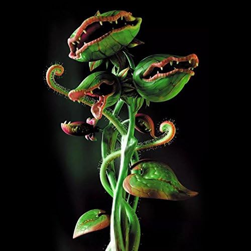 Latine Seeds 50/100 Pcs Cup Dionaea Muscipula Giant Clipe Venus Flytrap Plant Seeds Carnivorous Seeds