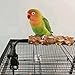 Bird Perch Stand,Adjustable & Portable Parrot Stands, Movable Perch Stand Bird Training Set, for Cockatiels, Conures, Lovebirds and Medium & Small Parrots