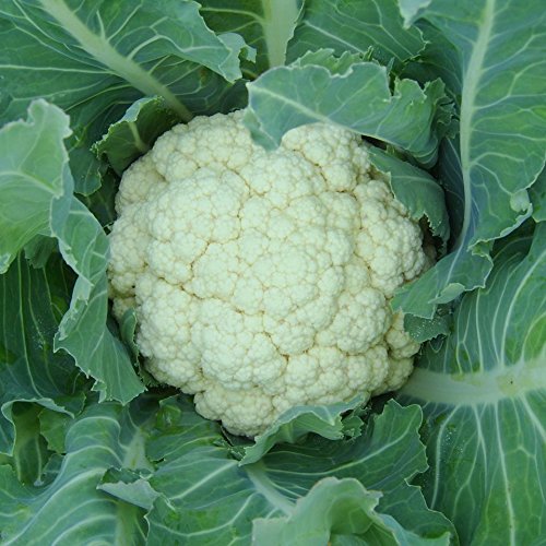Biocarve Seeds Cauliflower - Pack of 100 Seeds (B01ASWPG7Q) Amazon Price History, Amazon Price Tracker